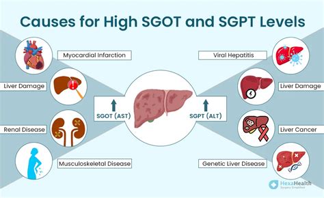 normal range danger level of sgpt and sgot|Normal Range of SGPT and SGOT: Your Liver Health .